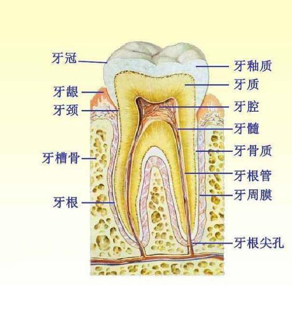 04牙齿的发育