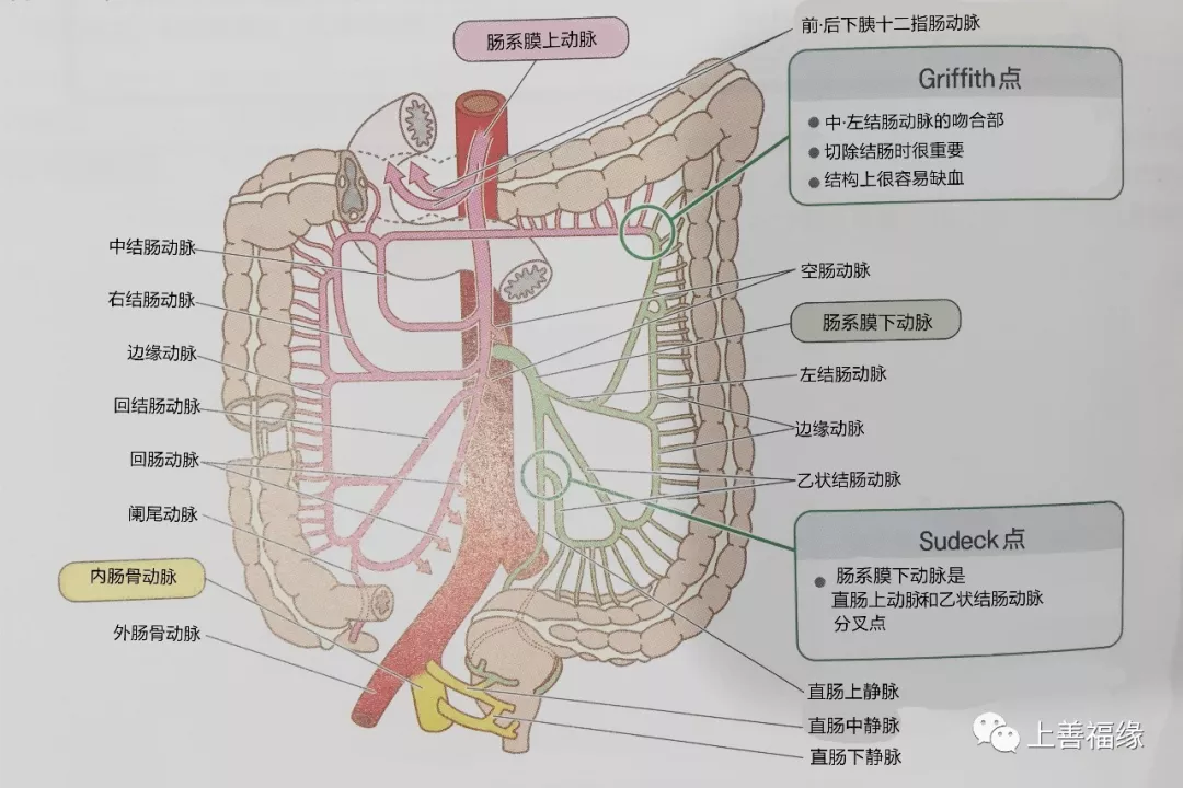 右侧大肠(盲肠,升结肠,横结肠:到右侧2/3处)受肠系膜上动脉(sma)的