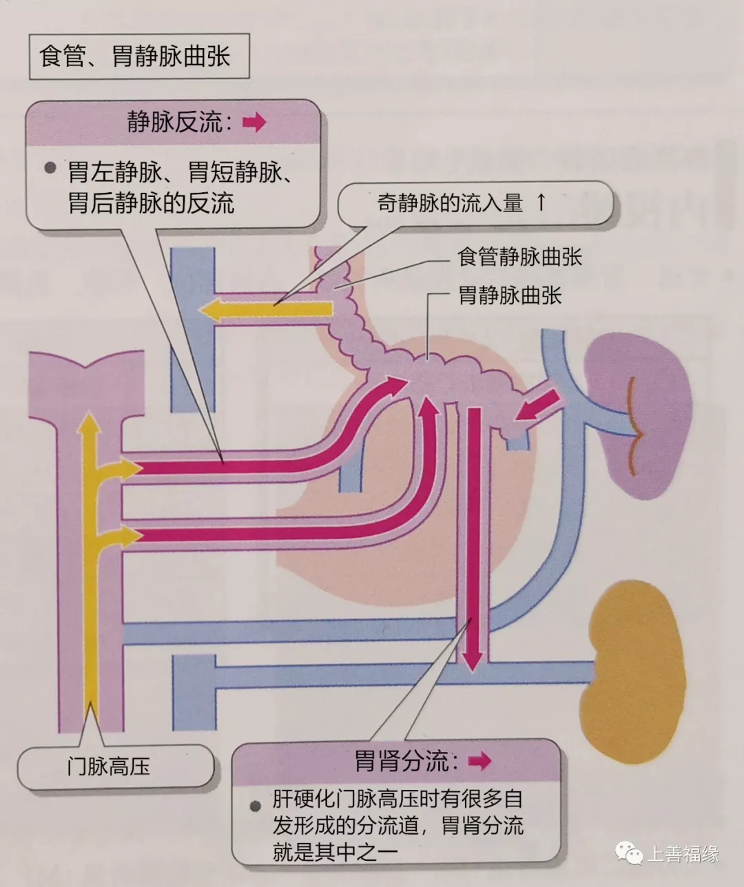 四、胃 血 管