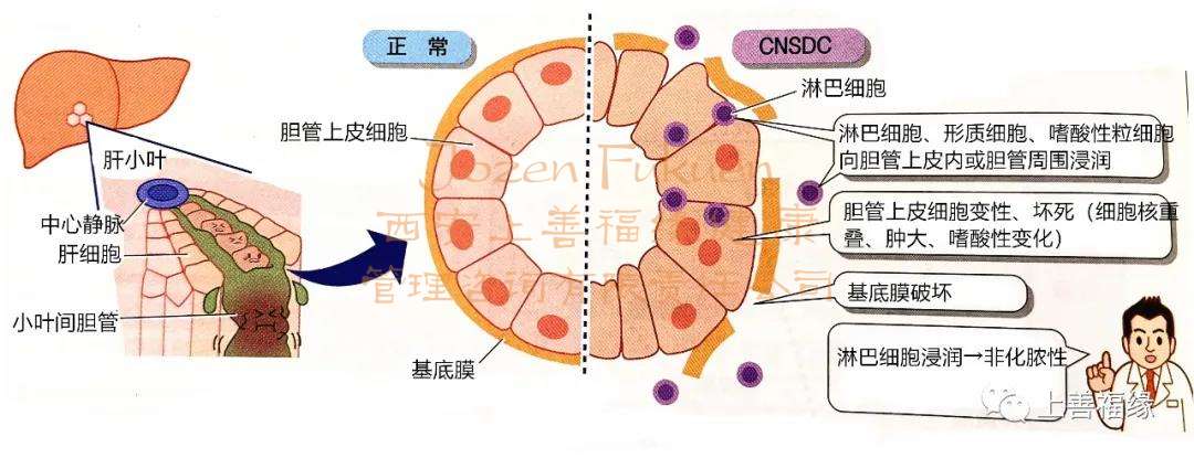肝脏细胞示意图图片