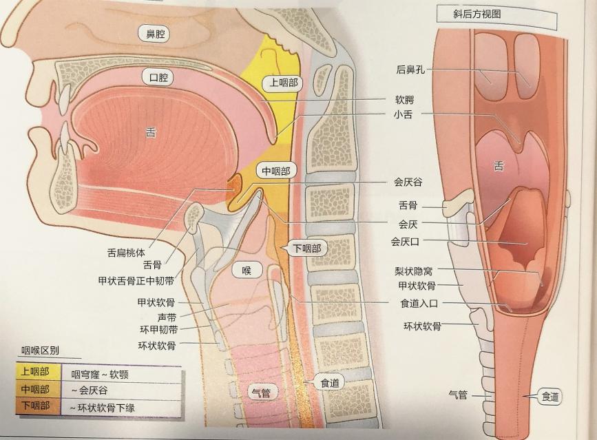 咽后壁解剖图片