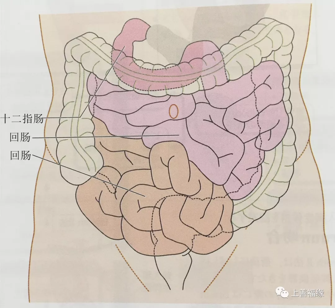 小肠是指从幽门到回盲瓣的消化道,分为十二指肠,空肠,回肠