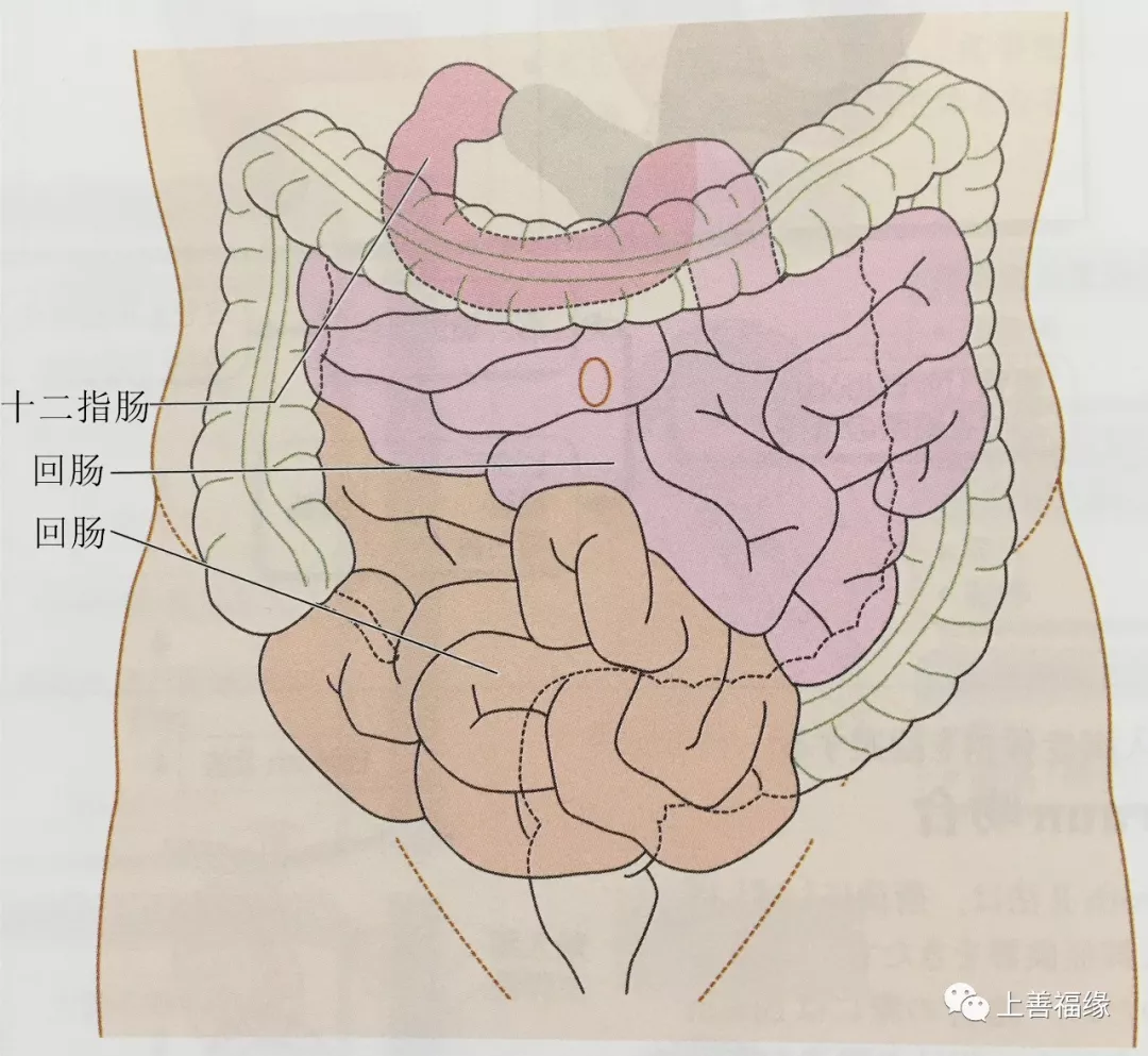 回盲部位置图图片